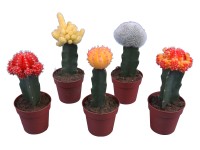 Kaktusz, cserépátmérő: kb. 8,5 cm Kaktusz, cserépátmérő: kb. 8,5 cm