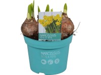 Nárcisz 