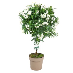 GROW by OBI Nyári jázmin törzses változata cserépben, fehér virágokkal és zöld levelekkel.