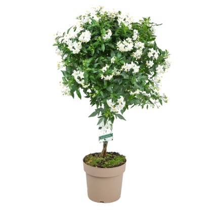 GROW by OBI Nyári jázmin törzses változata cserépben, fehér virágokkal és zöld levelekkel.