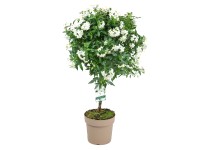GROW by OBI csüngő jázmin fehér tő mag. 80 cm cserép 17 cm Solanum jasminoides GROW by OBI csüngő jázmin fehér tő mag. 80 cm cserép 17 cm Solanum jasminoides