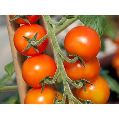 Karós paradicsom, cserépátmérő: kb. 9 cm, Solanum