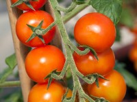 Karós paradicsom, cserépátmérő: kb. 9 cm, Solanum