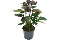 Flamingóvirág Flamingóvirág