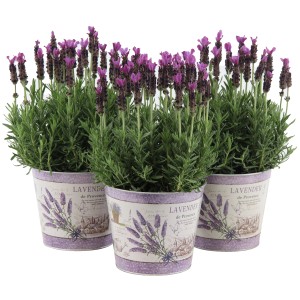 OBI Levendula Anouk cink edényben, edény-Ø 15cm, Lavandula stoechas, lila virágokkal.