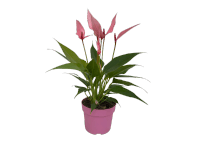 Anthurium Lilli Rózsaszín szobanövény cserépátmérő kb. 10,5 cm Anthurium Lilli Rózsaszín szobanövény cserépátmérő kb. 10,5 cm