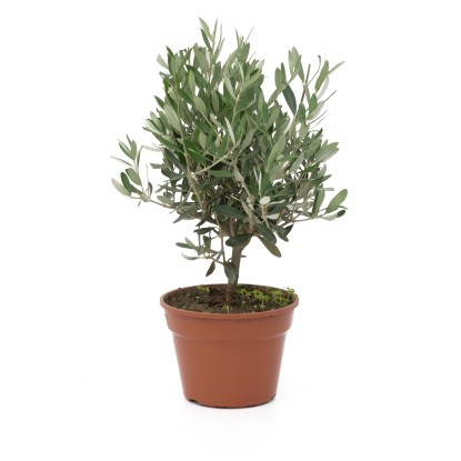 GROW by OBI olajfa bokor cserép kb. 15 l Olea europaea