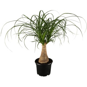 GROW by OBI Elefántláb (Beaucarnea Recurvata) fekete cserépben, kb. 17 cm Ø.