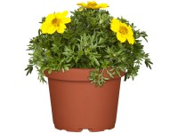 Husánglevelű farkasfog Husánglevelű farkasfog