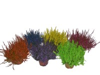 Közönséges csarab cserépátmérő: kb. 11 cm Közönséges csarab cserépátmérő: kb. 11 cm