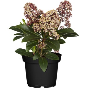 Cserepes Skimmia Rubella, kb. 10-20 cm magas, rózsaszín-fehér virágbimbókkal.