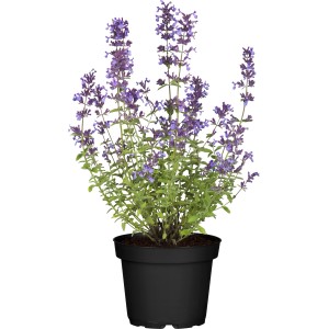 Macskamenta (Nepeta) cserépben, kb. 13 cm Ø, kék-lila virágokkal és szürkészöld levelekkel.