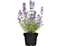 OBI illatos macskamenta cserépátmérő kb. 13 cm Nepeta OBI illatos macskamenta cserépátmérő kb. 13 cm Nepeta