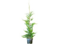 Leyland-ciprus készlet 75 darab magasság kb. 80-100 cm cserép kb. 3 l