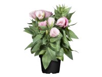 Nagyvirágú préritárnics cserépátmérő kb. 13 cm Eustoma grandiflorum Nagyvirágú préritárnics cserépátmérő kb. 13 cm Eustoma grandiflorum