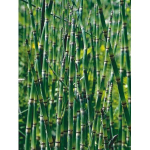 Zöld zsurló (Equisetum japonicum) cserépben kerti tóhoz.