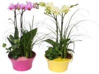 Orchidea kompozíció színes kerámia kaspóban cserépátmérő: kb. 20 cm