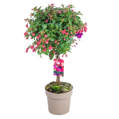 Fukszia tő magasság kb. 80 cm cserépátmérő kb. 17 cm Fuchsia hybrida