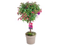 Fukszia tő magasság kb. 80 cm cserépátmérő kb. 17 cm Fuchsia hybrida Fukszia tő magasság kb. 80 cm cserépátmérő kb. 17 cm Fuchsia hybrida