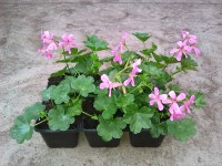 Futómuskátli 6-os pack Futómuskátli 6-os pack