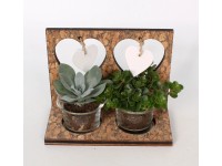 Pozsgás kompozíció 17 cm átmérújű kaspóban