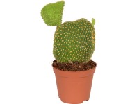 Fügekaktusz mix cserépátmérő: kb. 8,5 cm