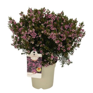 GROW by OBI viaszvirág cserépben, rózsaszín virágok, magasság 30-40 cm. Cserepes növény.
