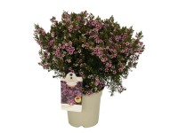 GROW by OBI viaszág bokor mag. 30-40 cm cserépátm. 17 cm Chamelaucium uncinatum GROW by OBI viaszág bokor mag. 30-40 cm cserépátm. 17 cm Chamelaucium uncinatum