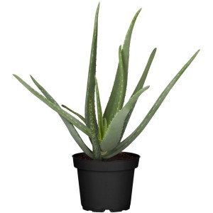 Aloe Vera növény fekete cserépben. Szobanövény otthonra vagy irodába.