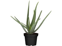 Aloe vera magassága kb. 60-80 cm cserépátmérő: kb. 19 cm Aloe Vera Aloe vera magassága kb. 60-80 cm cserépátmérő: kb. 19 cm Aloe Vera