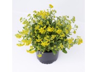 GROW by OBI szirti ternye cserépátmérő kb. 10,5 cm Aurinia saxatilis