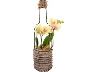 Orchidea kompozíció fa kaspóban cserépátmérő: kb. 10 cm