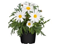 OBI cserjés margitvirág cserépátmérő: kb. 11 cm Argyranthemum OBI cserjés margitvirág cserépátmérő: kb. 11 cm Argyranthemum