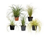 Sás mix cserépátmérő kb. 13 cm Carex