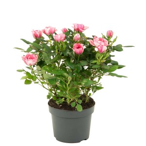 Cserepes Rosa Hybrida szobarózsa, kb. 25-30 cm magas, rózsaszín virágokkal.