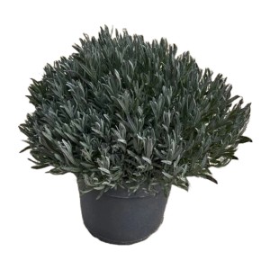 Levendula cserépben, lila virágok, cserép átmérője kb. 27 cm, Lavandula angustifolia, mediterrán növény.