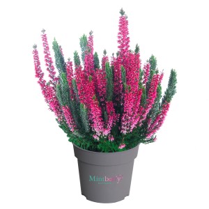 Hangafű 'Mint Berry' cserépben, kb. 13 cm Ø. Télálló Calluna vulgaris rózsaszín virágokkal.