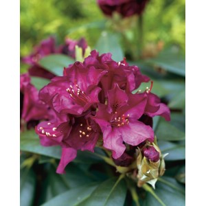 Közelkép a Rhododendron Polarnacht fekete-lila virágairól.