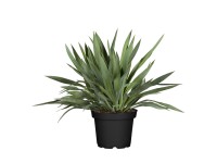 Pompás jukka cserépátmérő kb. 40 cm Yucca gloriosa