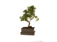 Bonsai víztartályos alátéttel edényátmérő kb. 20 cm Bonsai víztartályos alátéttel edényátmérő kb. 20 cm