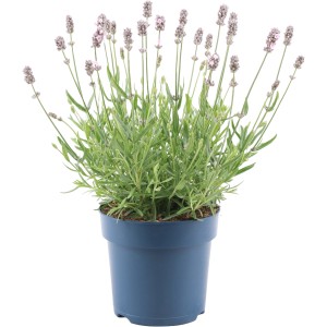 Levendula Felice Light Pink cserépben (kb. 15 cm). Halvány rózsaszín virágok és zöld levelek kék cserépben.