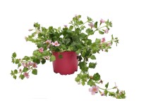 Bacopa rózsaszín 10,5 cm Bacopa rózsaszín 10,5 cm