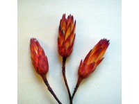 Protea repens cukorcserje piros 3 darab