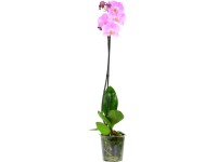 Lepkeorchidea (Phalaenopsis) 1 szálas Lepkeorchidea (Phalaenopsis) 1 szálas