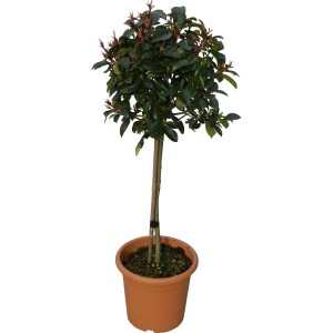 Glanmispel Red Robin törzses fa cserépben, kb. 65 cm magas. Örökzöld cserje piros hajtásokkal.