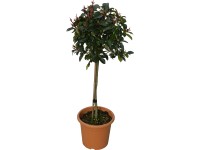 OBI korallberkenye OBI korallberkenye