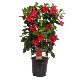 Dipladenia (Mandevilla) piros virágokkal cserépben, kb. 50-55 cm magas. Cserepes növény tavaszi ültetéshez.