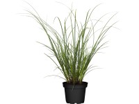 Grow by OBI sás cserépátmérő kb. 14 cm dekoratív díszfű Carex brunnea