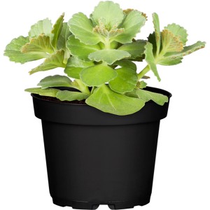Dackel Abwehr növény (Coleus caninus) cserépben, zöld álló növény ágyásokba és dézsákba.