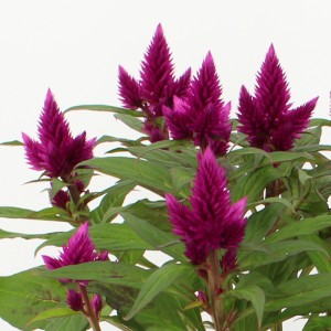 Cserépben lévő Celosia Deep Purple lila virágokkal és zöld levelekkel.
